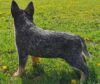 Halcyon Australian Cattle Dogs